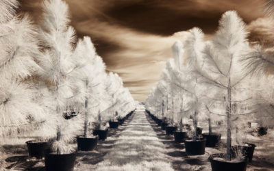 Infrared digital photography with permanently modified DSLR’s
